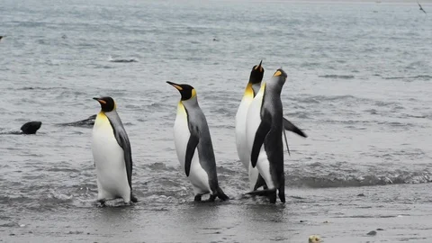 King Penguins walk on beach Stock Footage 94815302