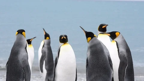 King Penguins walk on beach Stock Footage 94818006