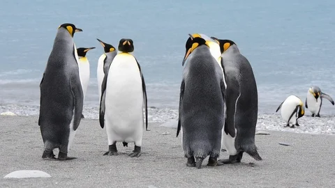 King Penguins walk on beach Stock Footage 94821952