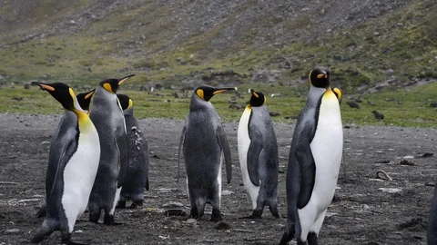 King Penguins walk on beach Stock Footage 94852299