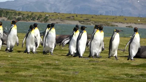 King penguins walking after each other Salisbury Plain South Georgia, 4K Stock Footage 332359160