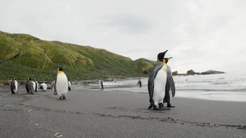 King Penguins Walking on Antarctic Beach 4k Footage Wildlife Colony Movement 스톡 동영상 338253591