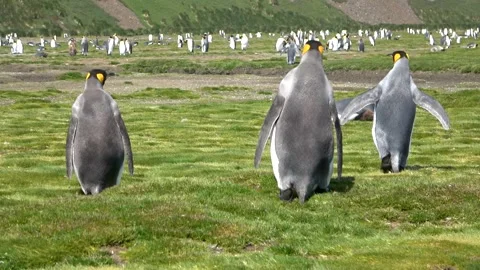 King penguins walking away on grass South Georgia, 4K Stock Footage 332359142