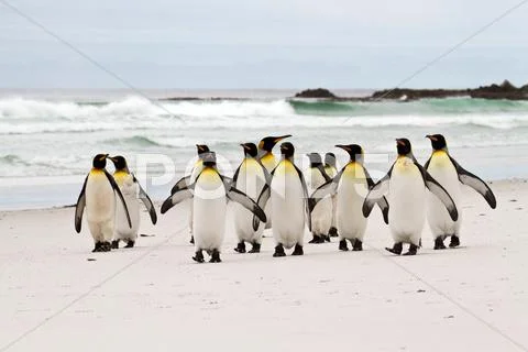 King penguins walking on the beach Stock Photos