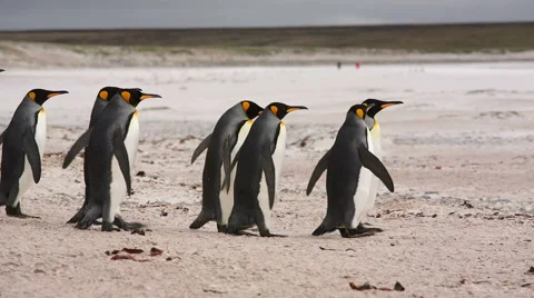 King Penguins walking down the beach Vidéo 58240629