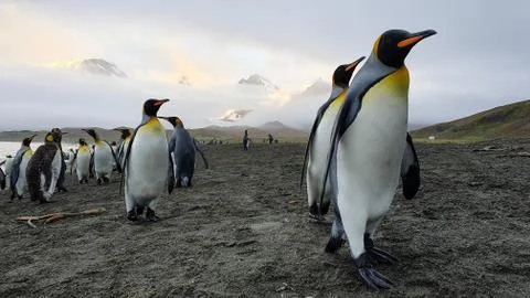 King penguins walking in a dramatic landscape Stock Photos