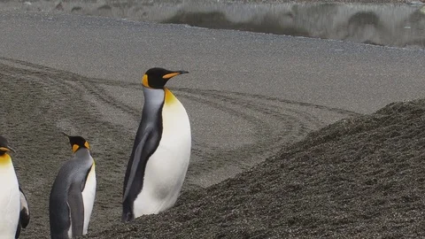 King Penguins walking Stock Footage 104586893