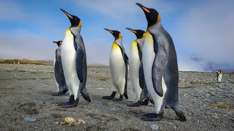King penguins walking in a group Stock Photos