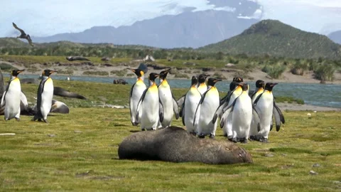 King penguins walking group Salisbury Plain South Georgia, 4K Stock Footage 332359159