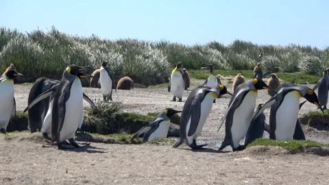King penguins walking in line Salisbury Plain South Georgia, 4K Stock Footage 332359143