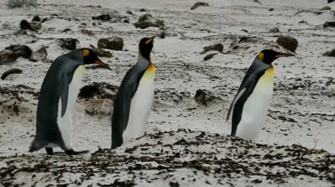 King Penguins walking in a row Stock Footage 29659089