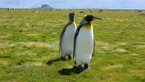 King penguins walking towards camera, South Georgia, 4K Vídeos de archivo 332333748