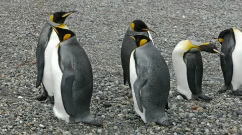 King Penguins in the wild Stock Footage 11956620