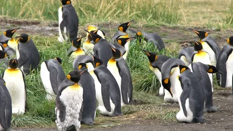 King Penguins in the wild Video stock 73403206