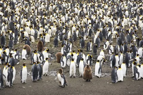 King Penguins in the world's second largest King Penguin colony on Salisbury  Stock Photos