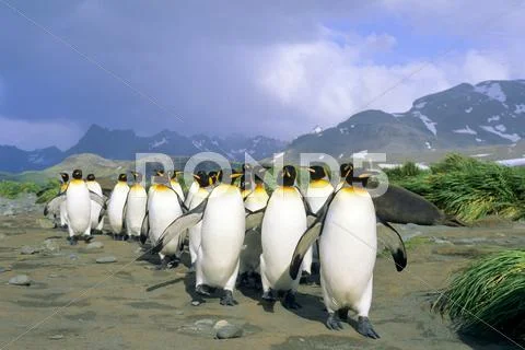 King penguins(Aptenodytes patagonicus) returning from a foraging trip at sea, Stock Photos