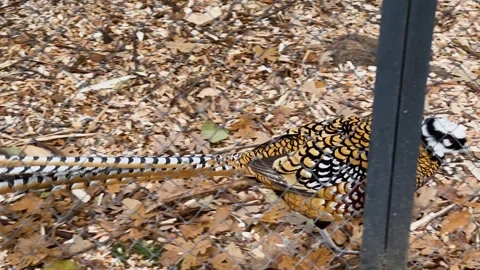 A king pheasant in a cage at a zoo, kept in captivity Stock Footage 329091581