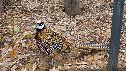 A king pheasant in a cage at a zoo, kept in captivity Stock Footage 329091583