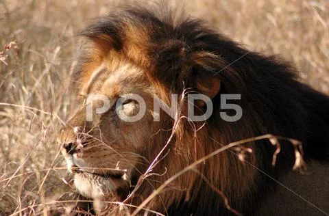 The King Stock Photos