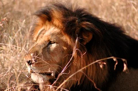 The King 스톡 사진