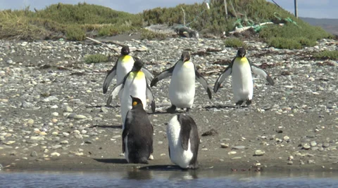 King pinguines walk  Stock Footage 39312495