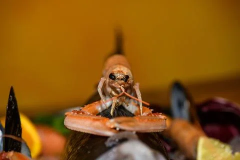 King Prawn Stock Photos