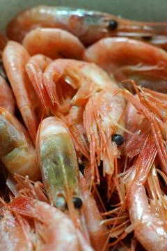 King prawns in bulk. Stock Photos