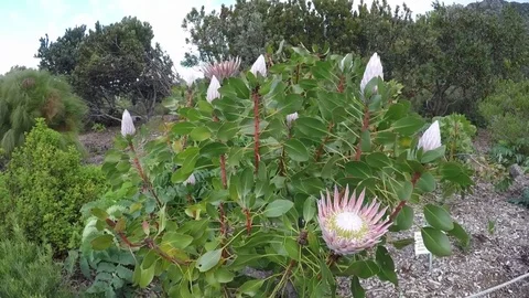 King protea bush in botanical gardens Stock Footage
