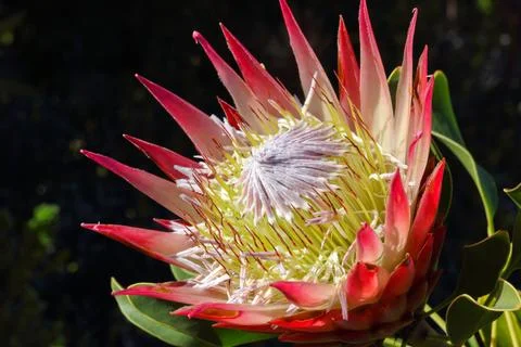 King Protea Flower Head In Full Bloom (Protea cynaroides) Stock Photos