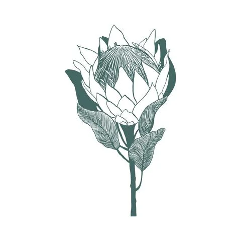 King protea flower Stock Illustration