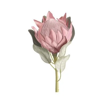 King Protea flower Stock Illustration