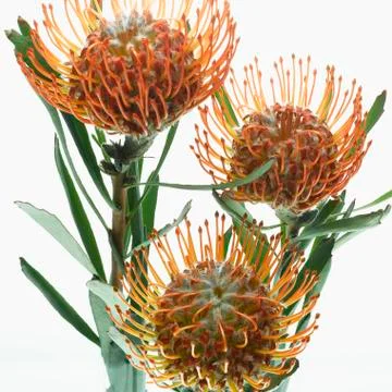 King Protea Flowers Stock Photos