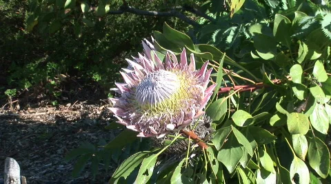 King Protea Vidéo 537708