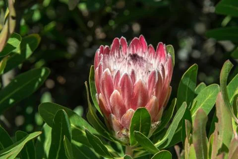 King protea Stock Photos