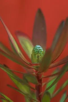 A King Protea Stock-Fotos