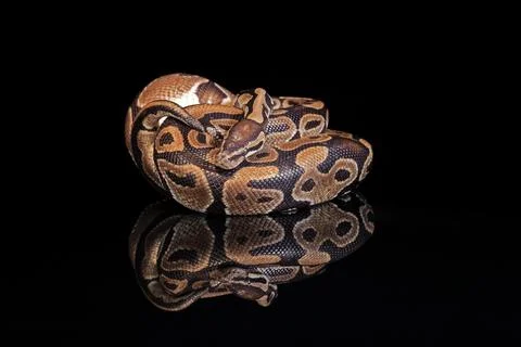King python, (Python regius), adult, resting, captive, Central Africa, West Stockfoto's