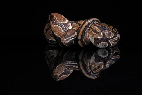 King python, (Python regius), adult, resting, captive, Central Africa, West Stock-Fotos