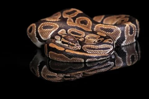 King python, (Python regius), adult, resting, captive, Central Africa, West Stock-Fotos