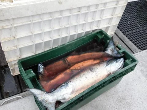 King Salmon for dinner Stock Photos