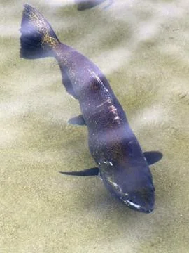 King Salmon Stock Photos