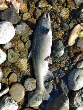 King salmon Foto stock