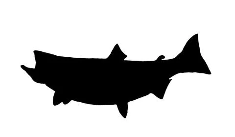 King salmon silhouette Stock Illustration