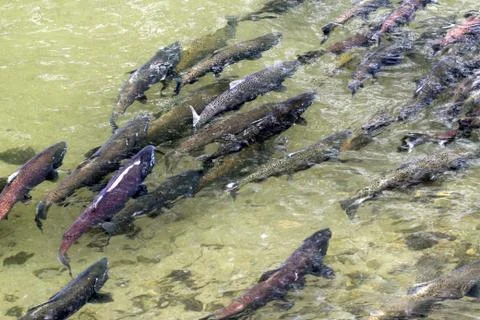 King Salmon Spawning Stock Photos