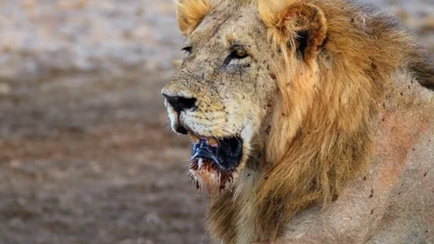 King of the Savannah Stock Footage 101851474