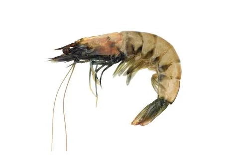 King shrimp Stock Photos