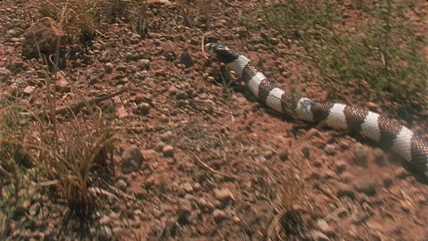 King Snake captures mouse Sequence, HD. Stock Footage 312228649