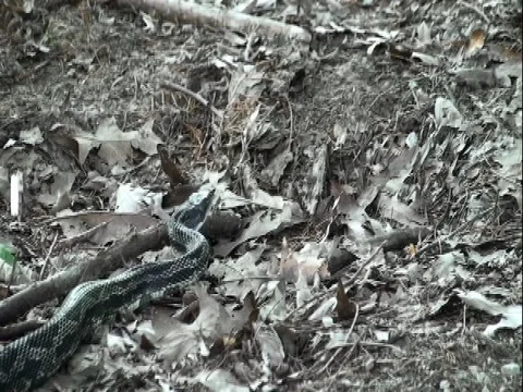King snake crawling through leaves... Stock Footage 79296068