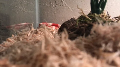 King snake in enclosure Stock Footage 91226435