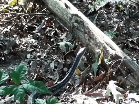 King Snake with a full tummy Stock Footage 78587004