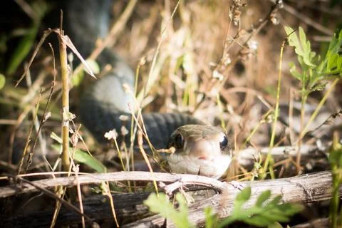 King Snake Stock Photos